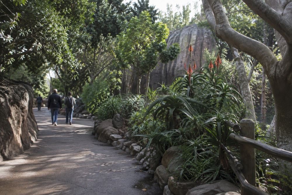 Meandering path through the San Diego Zoo with lush winter foliage
