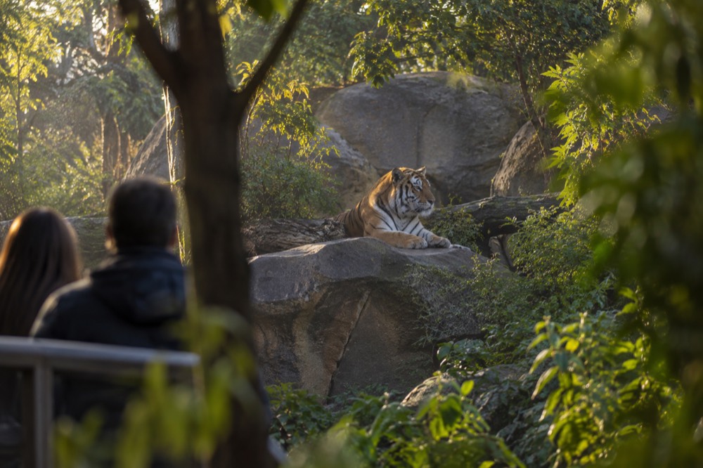 A tiger resting on a rock in a cool morning at the San Diego Zoo