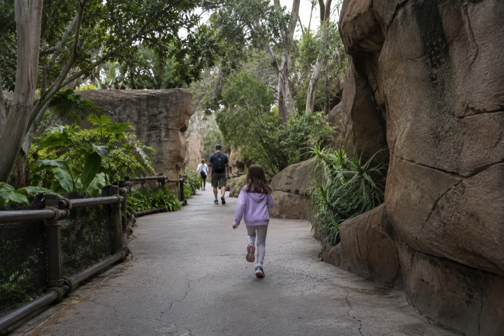 San Diego Zoo pathway with lush canopy and morning overcast light