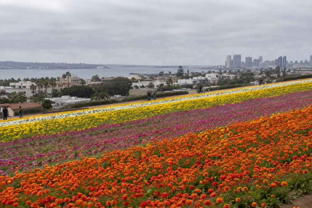 Rows of flowering plants in bright color bands stretching across a hillside field
