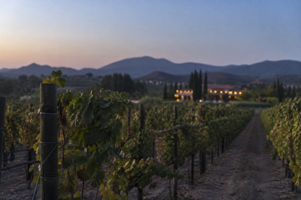 Vineyard rows in Temecula wine country under clear fall skies