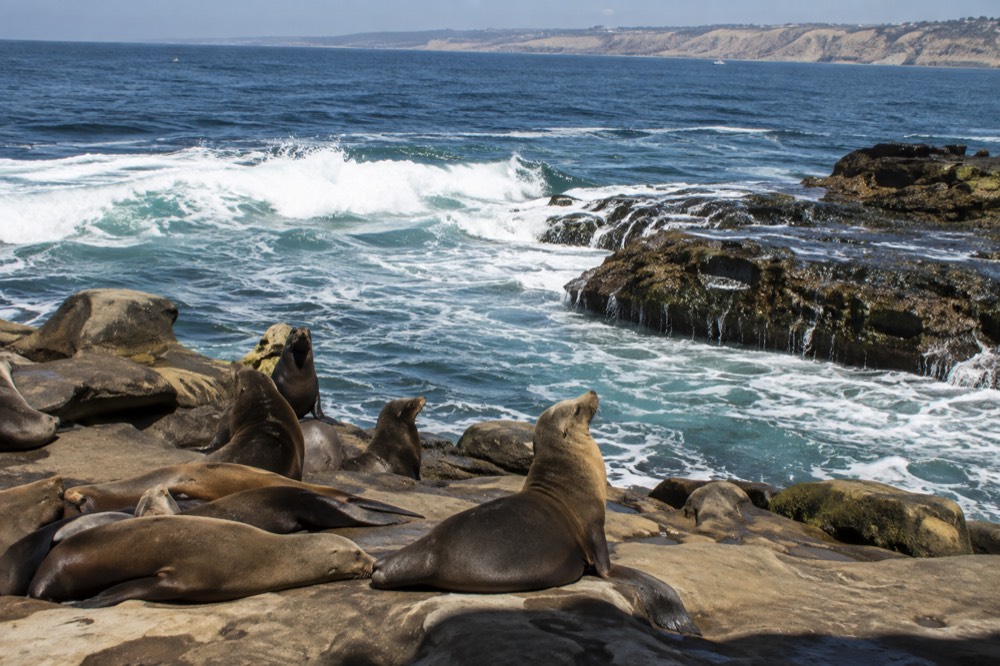 Sea lions resting on rocks at La Jolla Cove with waves breaking