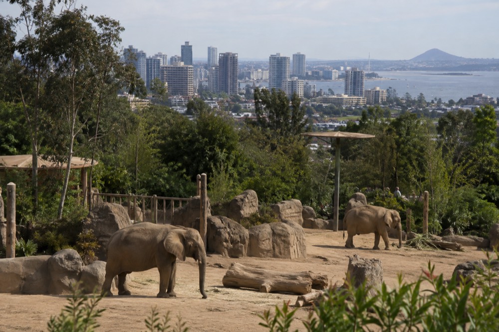 Zoo animals in a landscaped habitat exhibit under tall trees