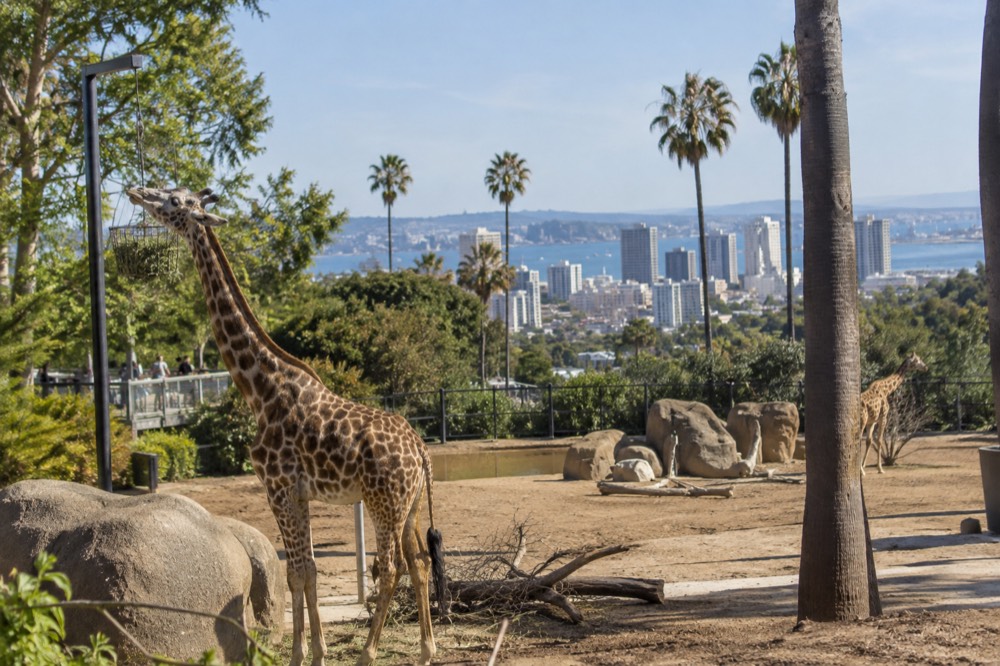 Zoo landscape with animals and planted hillsides on a sunny day