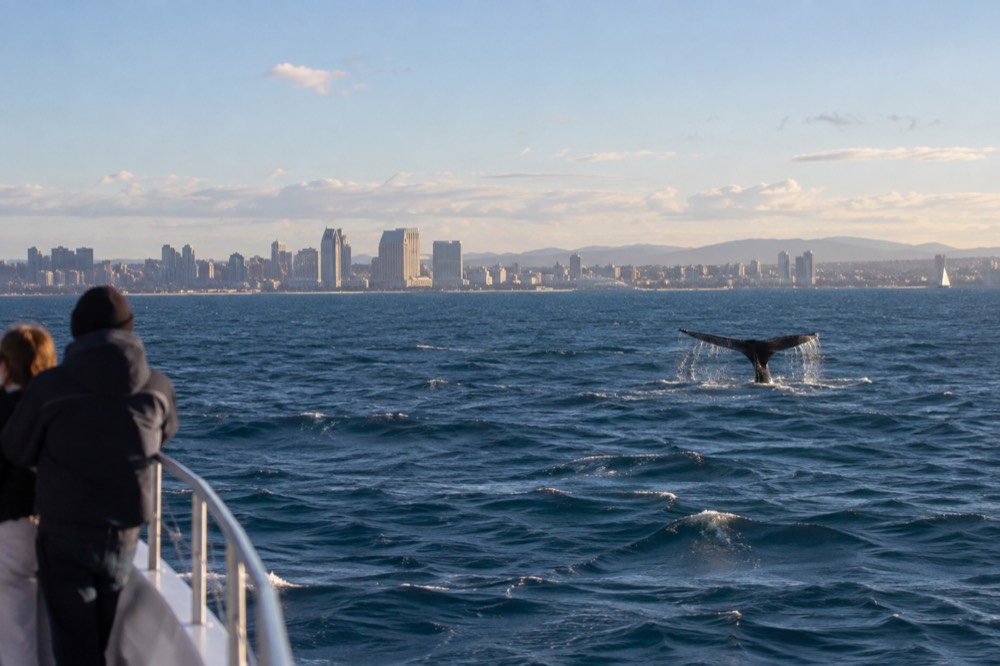 A whale's tail breaking the surface of open ocean near a boat at a distance